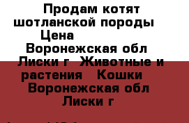 Продам котят шотланской породы  › Цена ­ 2000-2500 - Воронежская обл., Лиски г. Животные и растения » Кошки   . Воронежская обл.,Лиски г.